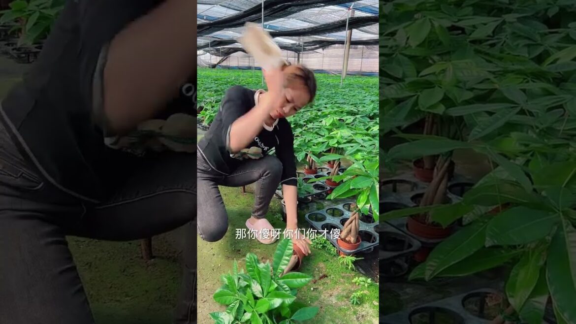 Rt 01213100121007766#seeddrills #gardening #agriculture #farming #vegetables #tools #shorts #farme