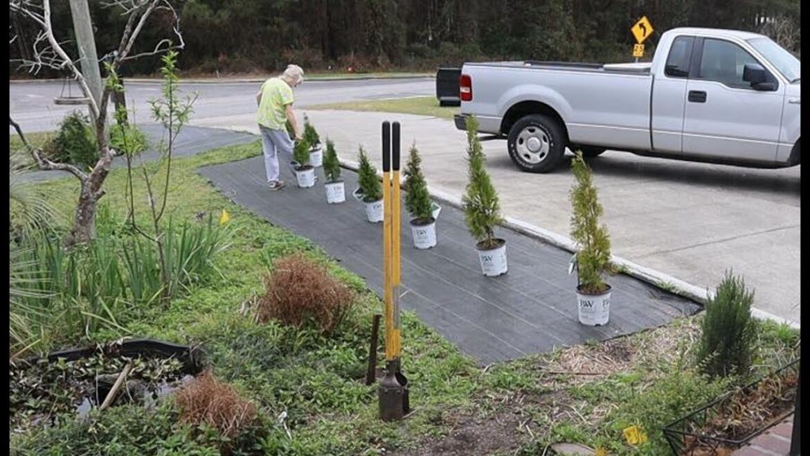 Planting North Pole® Arborvitaes 🌲: Transforming My Front Yard Landscape