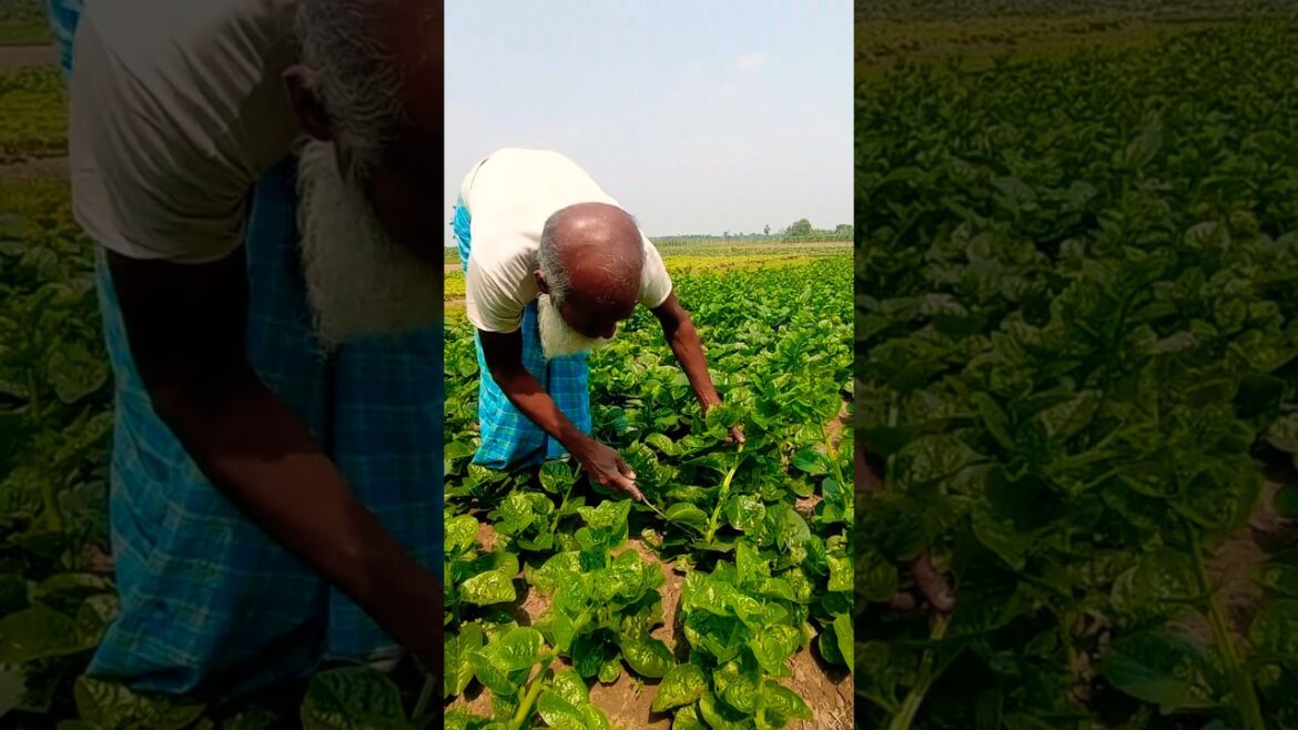 Harvesting Super Fresh Pui Shak (Malabar Spinach) #shorts Harvesting Super Fresh Pui Shak (Malabar Spinach) #shorts