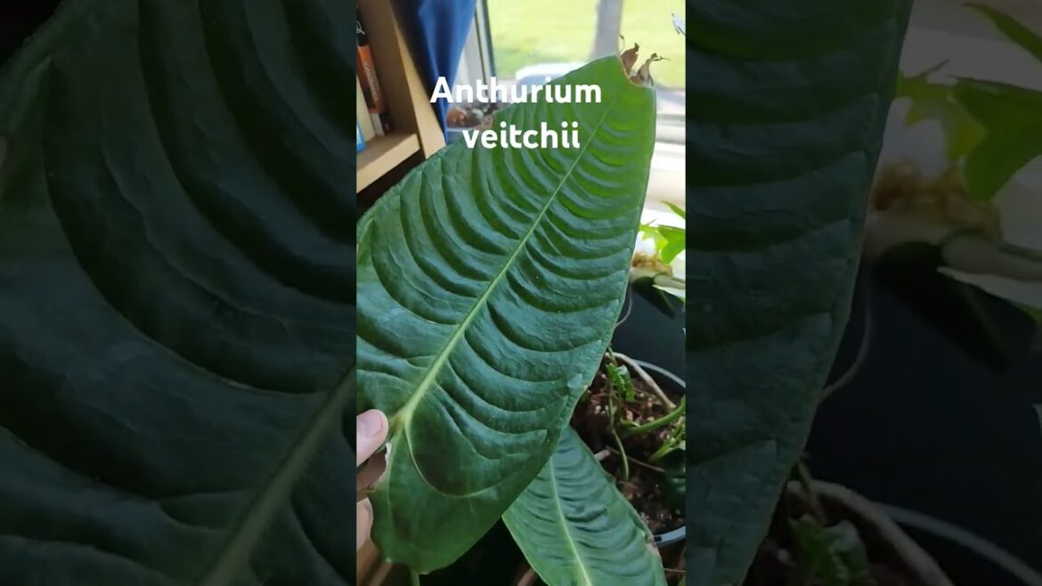 king anthurium
