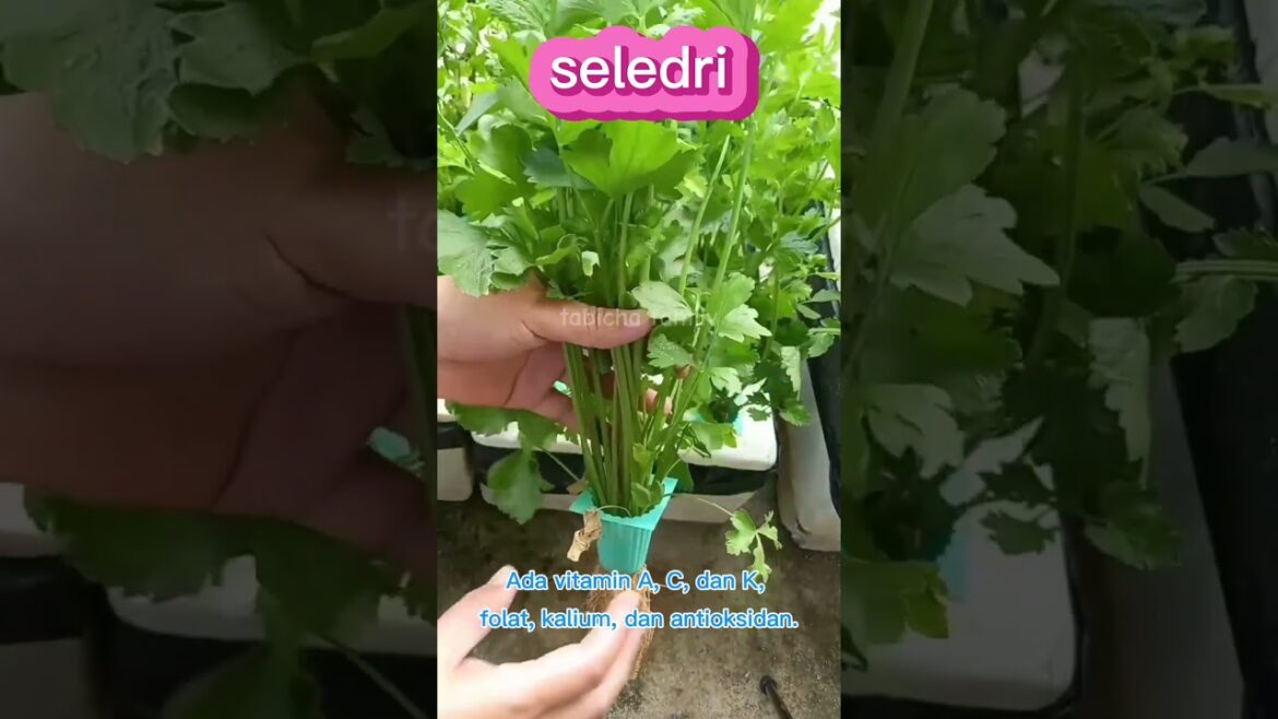 manfaat tanaman seledri #seledri #petaniseledri #petanimilenial