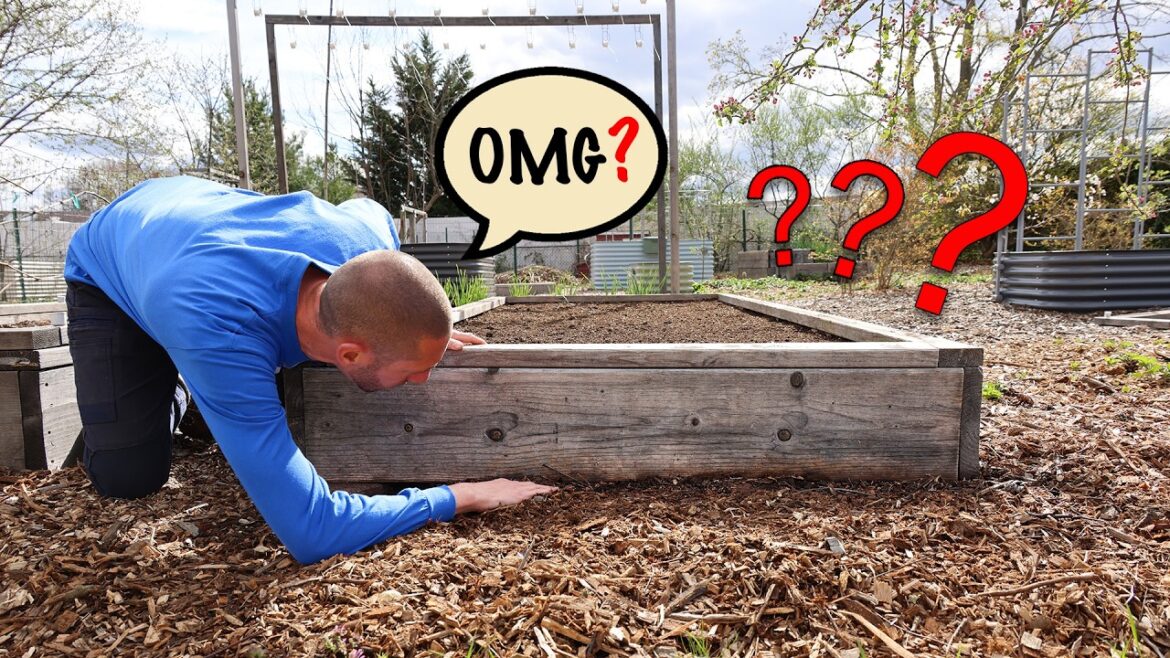 James Prigioni: I WISH I Knew These RAISED BED Mistakes Sooner I WISH I Knew These RAISED BED Mistakes Sooner