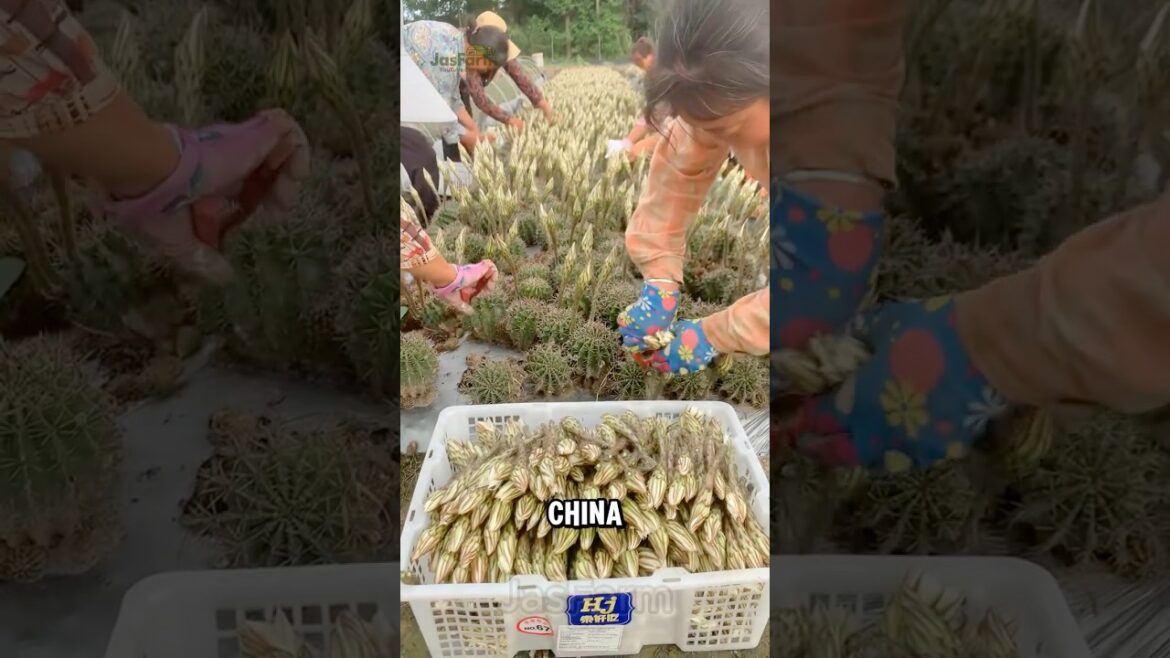 Cactus Soup? Yes, It’s a Thing in Rural China #cactussoup #shorts
