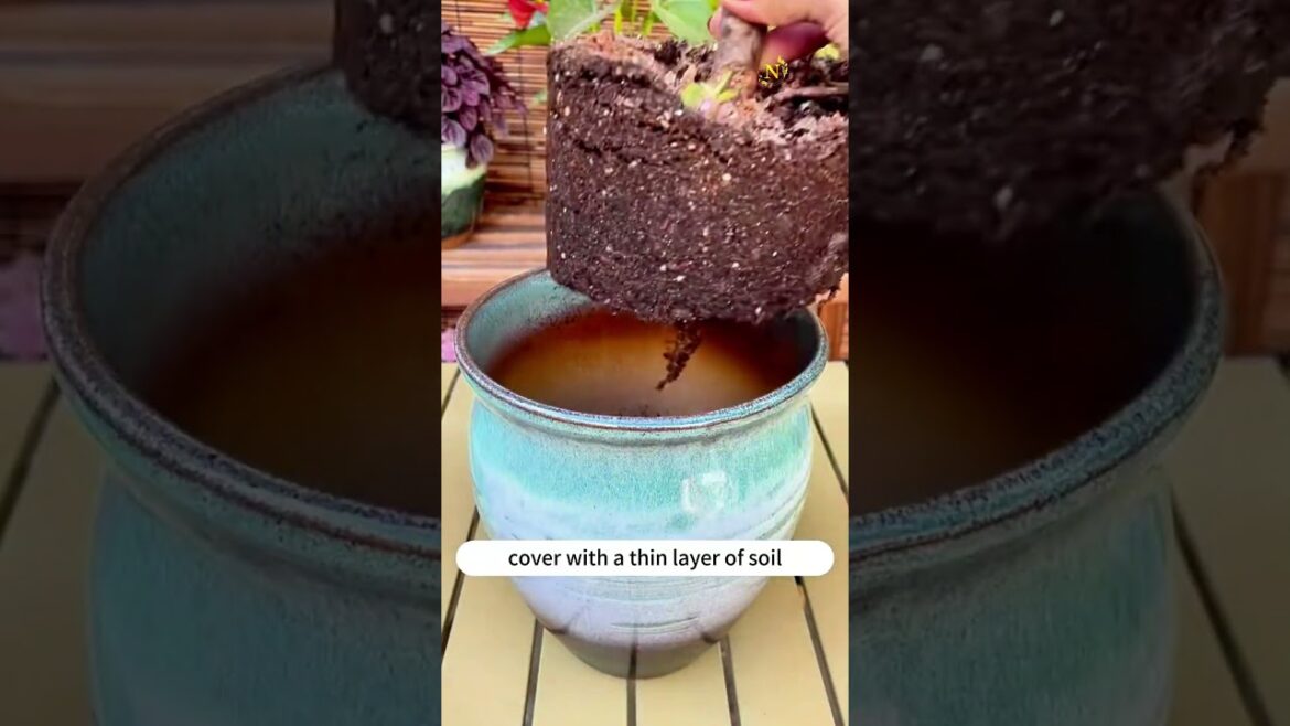 Best Potting Mix Tips 🌱  How to Make Perfect Soil for Healthy Potted Plants!