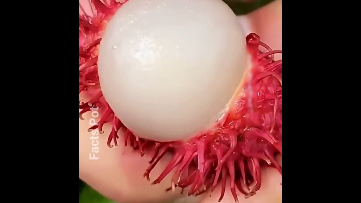 The Wild World of DNA-Enhanced Fruits.biotech farming The Wild World of DNA-Enhanced Fruits.biotech farming