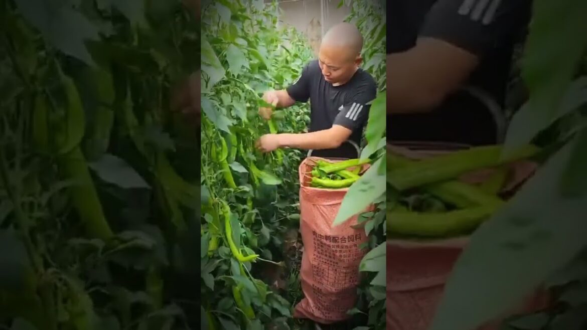 Baru lihat cabe segede ini #gardening