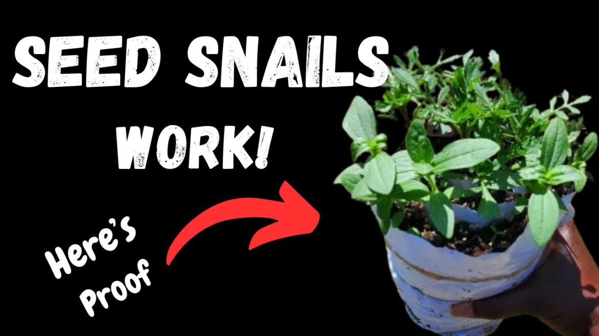 Do SEED SNAILS Actually Work? Here’s the TRUTH! Do SEED SNAILS Actually Work? Here's the TRUTH!