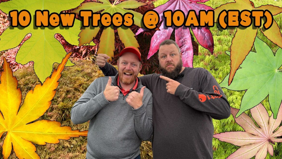 10 New Action-packed Japanese Maples For your Garden Landscape | 10 New Trees @ 10AM (EST) 10 New Action-packed Japanese Maples For your Garden Landscape | 10 New Trees @ 10AM (EST)