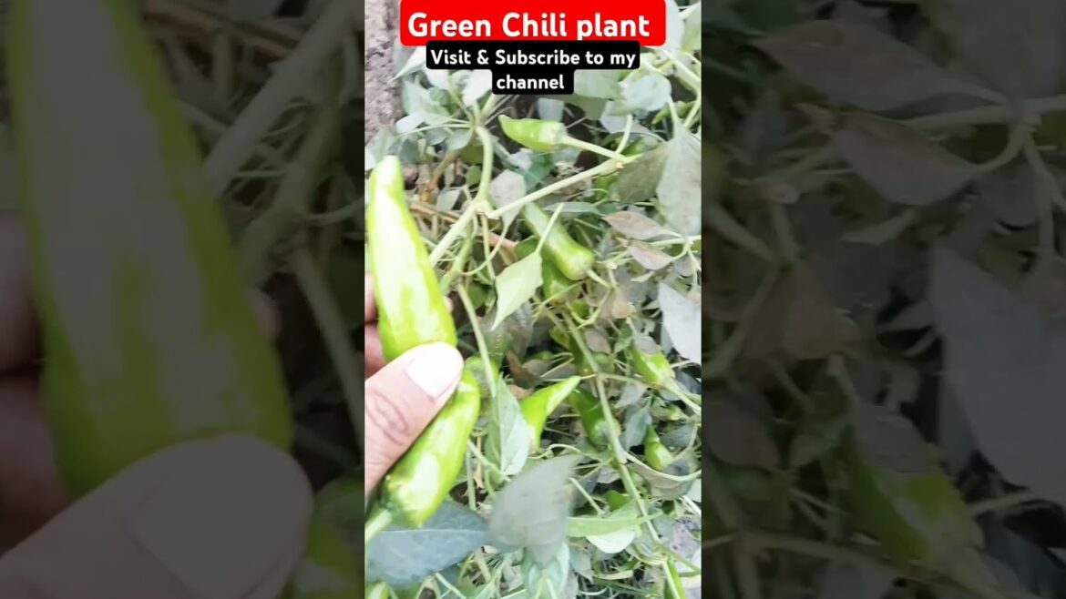 green chili vegetables plant | green chili flowers #greenchili #greenchilies #gardening #garlicvine green chili vegetables plant | green chili flowers #greenchili #greenchilies #gardening #garlicvine