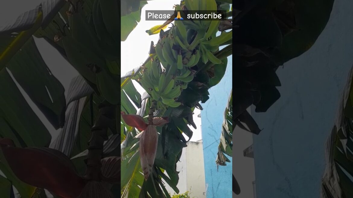 🌺 Beautiful Banana Flower from My Garden! 💚 Nature’s Wonder in Full Bloom! 🍌 🌺 Beautiful Banana Flower from My Garden! 💚 Nature’s Wonder in Full Bloom! 🍌