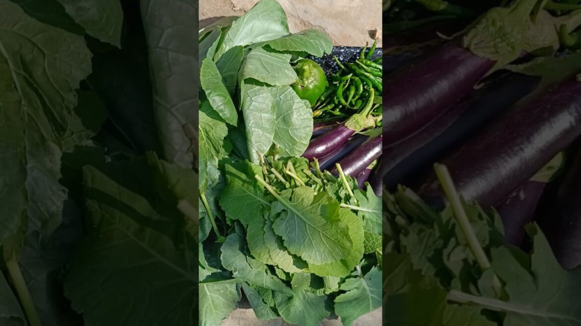 Harvest Time on the Terrace: Fresh Picks from Your Garden Harvest Time on the Terrace: Fresh Picks from Your Garden