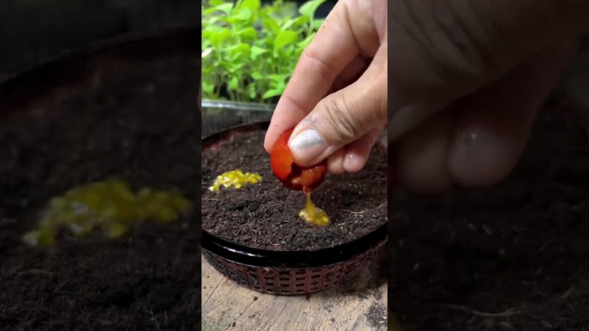 Grow tomatoes easily at home #gardening #tomato #easy