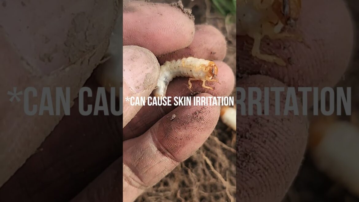 How To Identify White Grubs: Ultimate Tip to Save Your Lawn & Trees How To Identify White Grubs: Ultimate Tip to Save Your Lawn & Trees