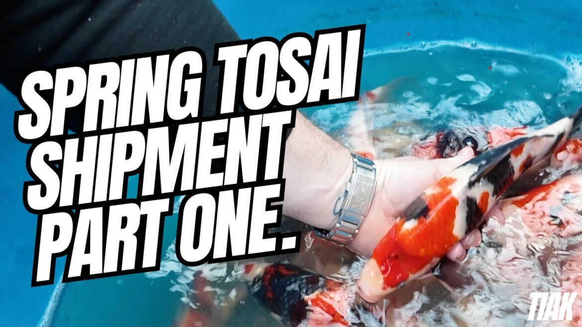 Spring koi shipment part one , Dainichi ,shintaro , Aoki ,yagenji and Marusaka Spring koi shipment part one , Dainichi ,shintaro , Aoki ,yagenji and Marusaka