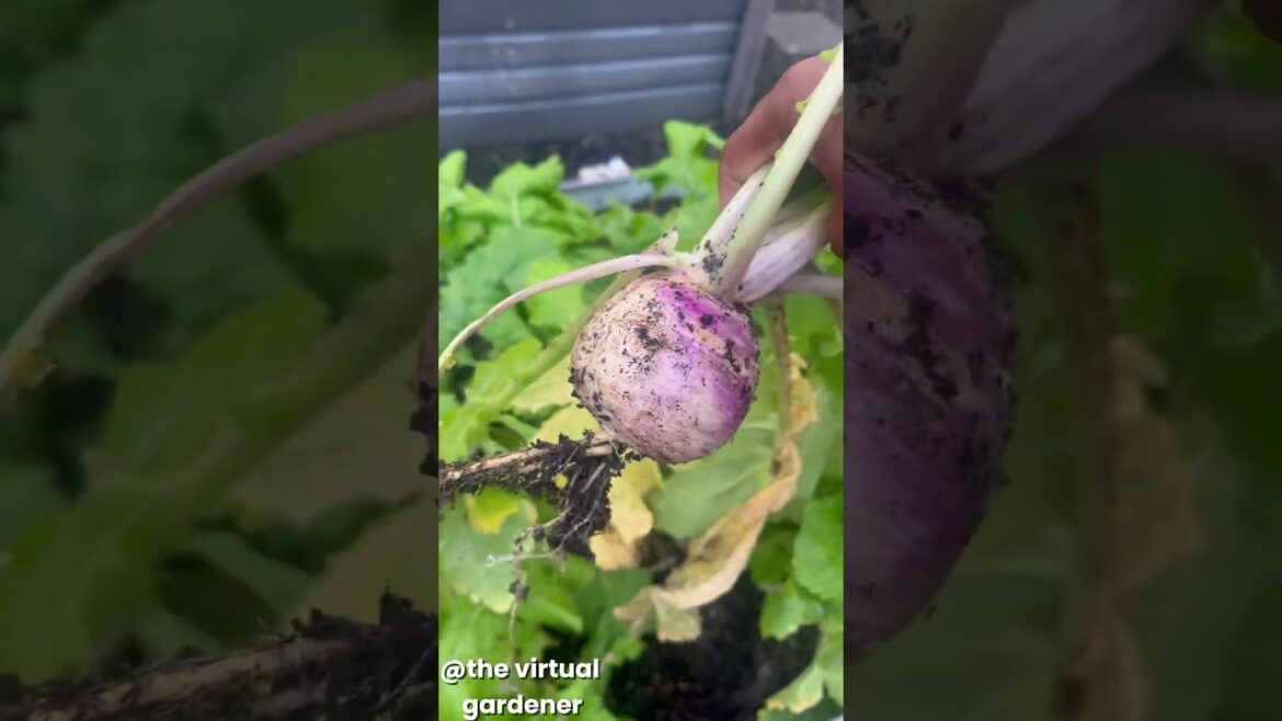 vegetable gardening | spring garden vegetable gardening | spring garden