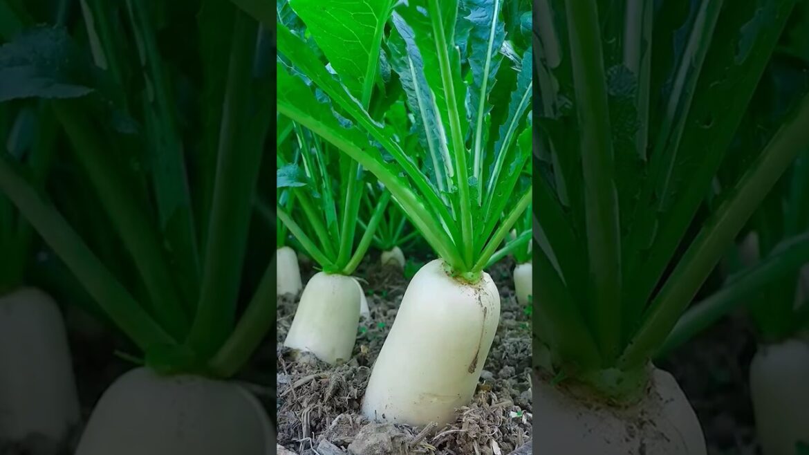 Tips for growing white radish at home #gardening #garden #farming #satisfying Tips for growing white radish at home #gardening #garden #farming #satisfying