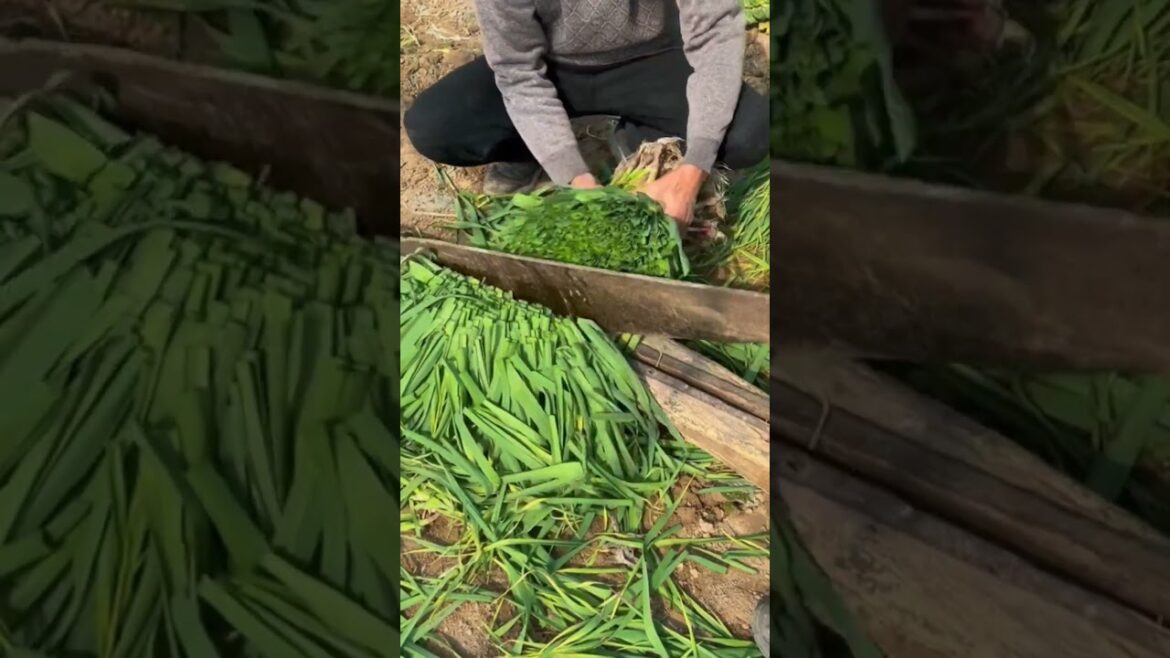 large plant cutting tool large plant cutting tool