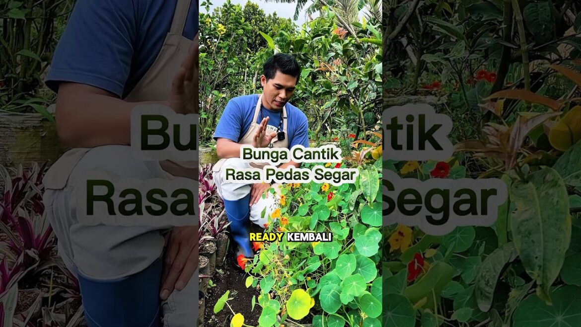 Bunga Cantik Rasa Pedas Segar? Nasturtium Ready Lagi, Yuk Intip!