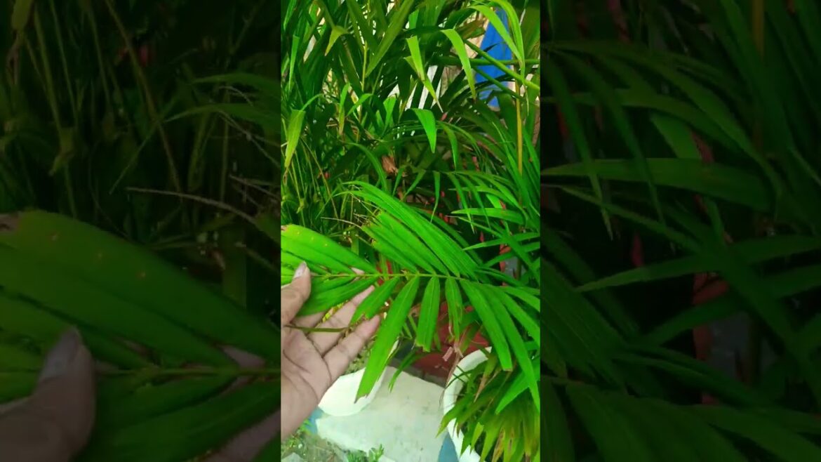plant lover #subscribe #trendingshorts #viralshorts #followme plant lover #subscribe #trendingshorts #viralshorts #followme