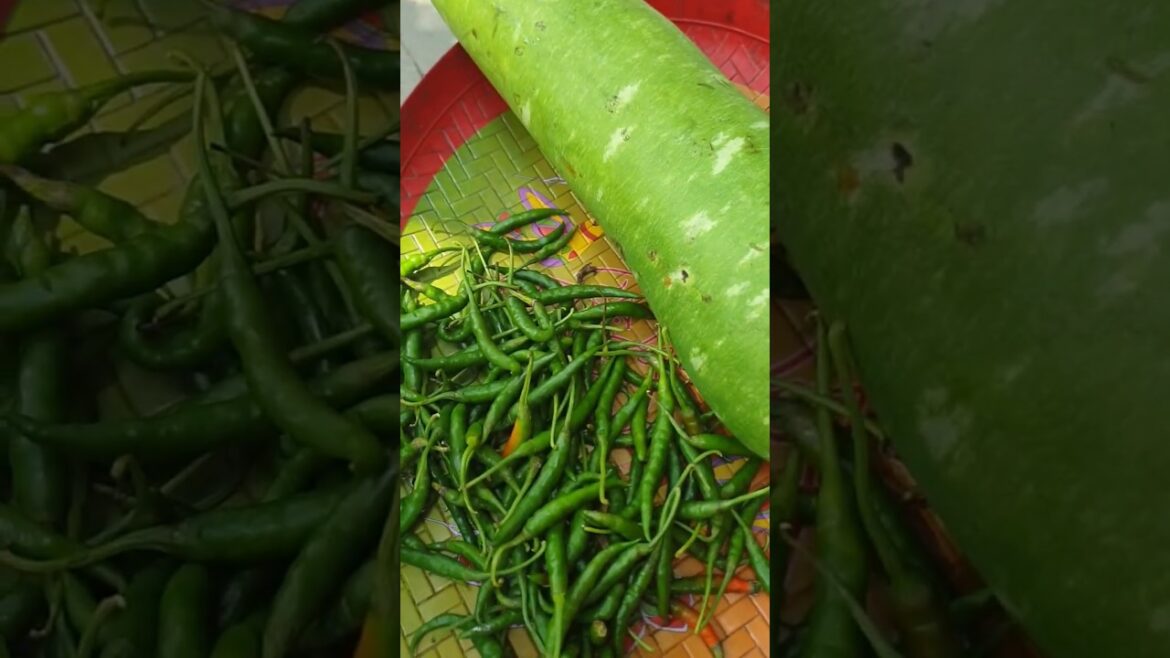 ছাদ বাগানের সবজি #trending#vegetables#shorts#garden#shortsfeed ছাদ বাগানের সবজি #trending#vegetables#shorts#garden#shortsfeed