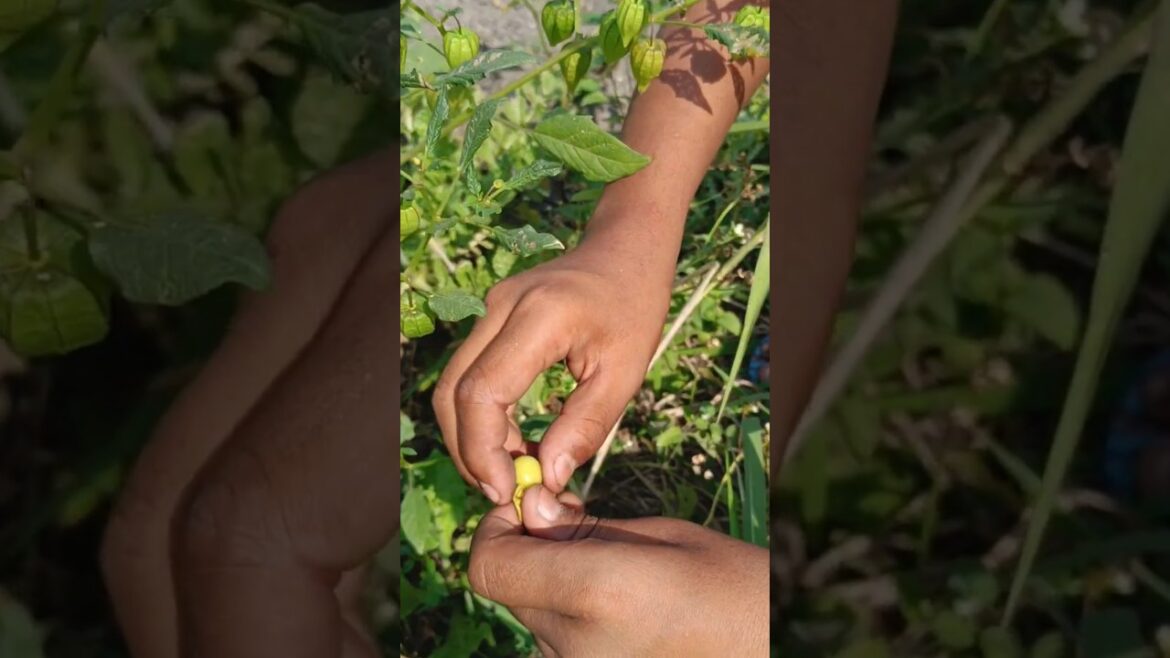 Magic of Lentern Fruit#farming #nature