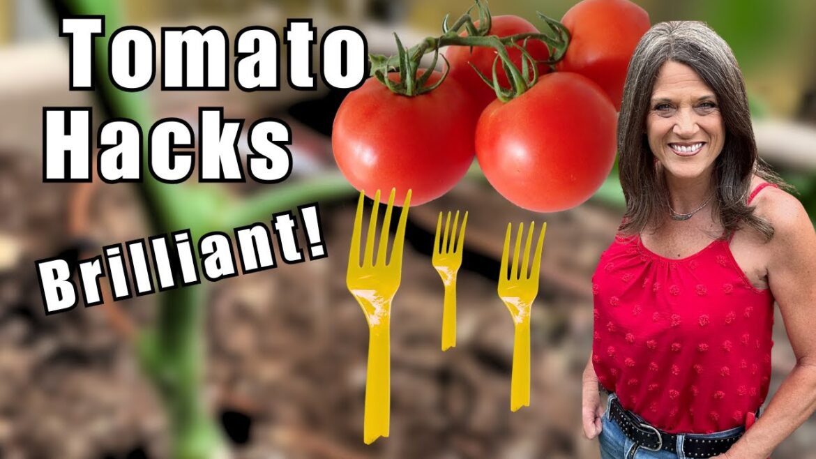 CaliKim: 10 Tomato Container Hacks You’ll Wish You Knew Sooner 10 Tomato Container Hacks You’ll Wish You Knew Sooner