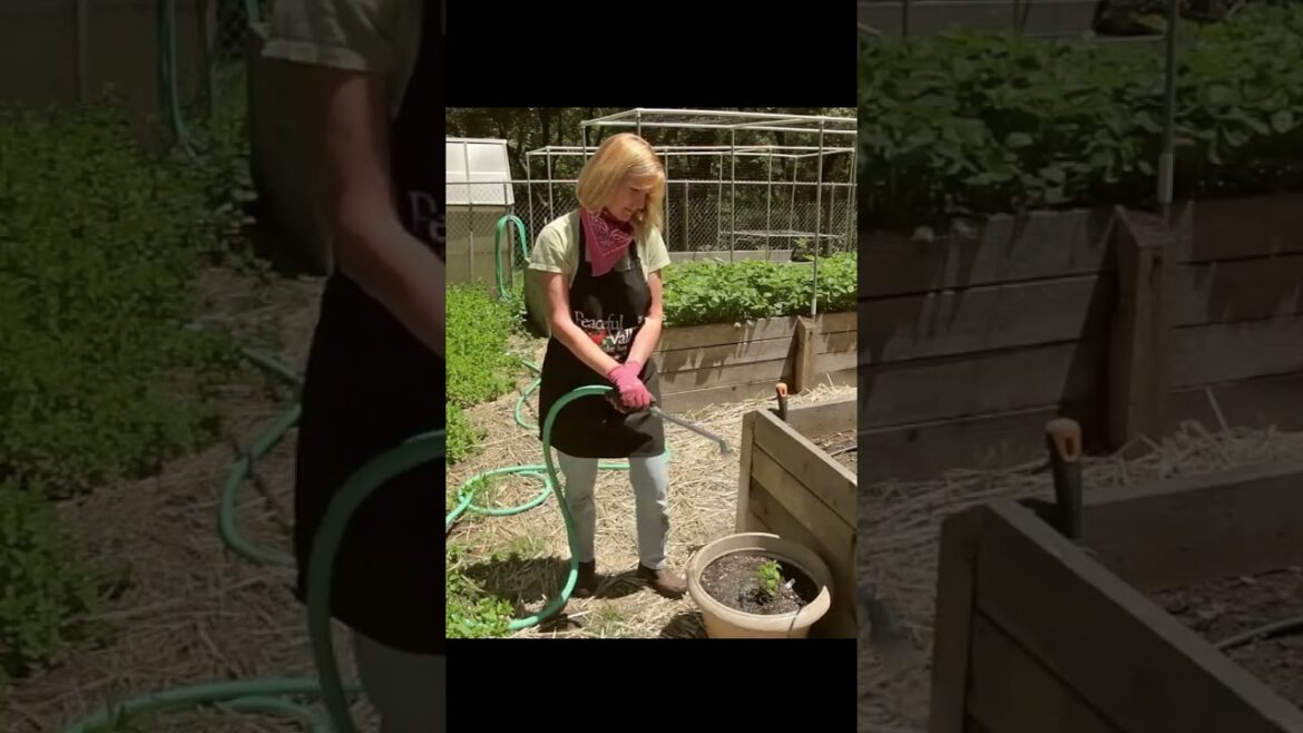 Organic Fertilizer Tips Organic Fertilizer Tips