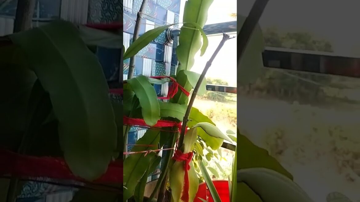 Bramhakamal Plant 🪴How to Care Bramhakamal Plant? #shortvideo #trending #flowershomegarden