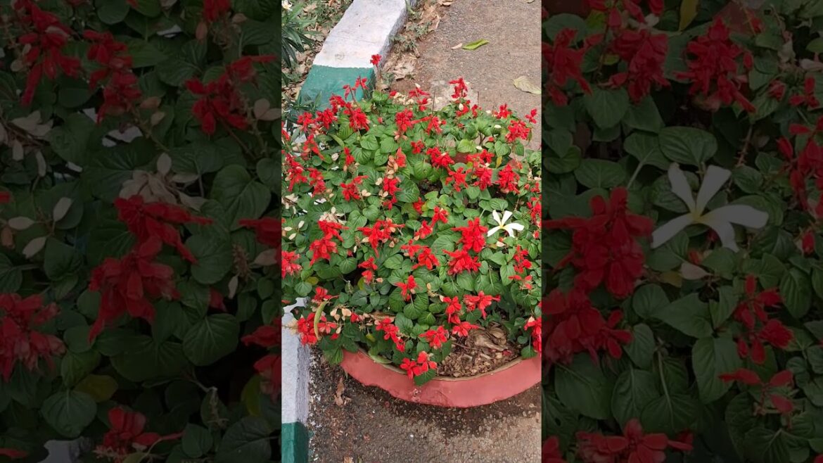 Beautiful flowers in Lalbagh botanical garden | Bangalore tourism | Beautiful red flowers | Lalbagh