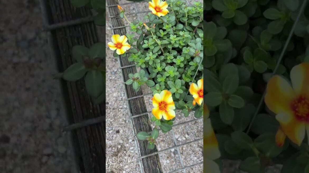 Stop Pulling This Out — It’s Edible & Packed With Nutrients! 💪🌱