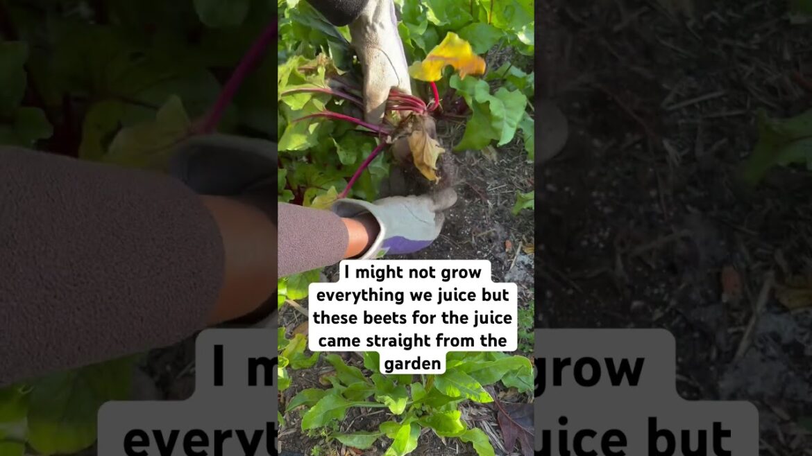 What I Juiced From My Garden Will Surprise You #vegetablegardening