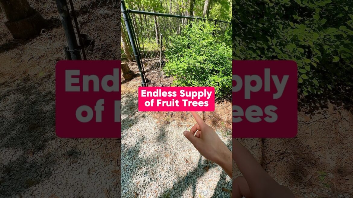 Endless supply of Fruit Trees with Seedlings #shorts #fruittree #cherrytree #seedlings #gardening