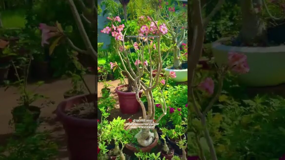 Shri Ram Nursery #flowers #nature #shortsfeed #bonsai #shriramnursery #shortsviral #shorts Shri Ram Nursery #flowers #nature #shortsfeed #bonsai #shriramnursery #shortsviral #shorts