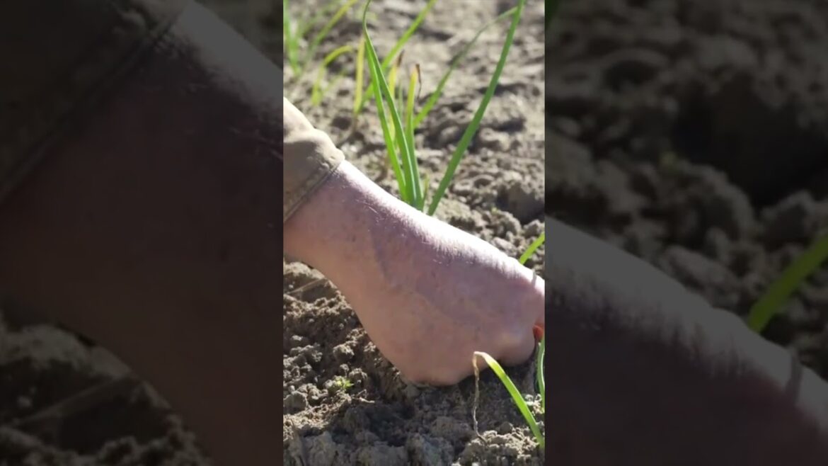 Onion Growing Tips!! Part 1 #growhoss #shorts #gardeningtips #growyourownfood #gardening