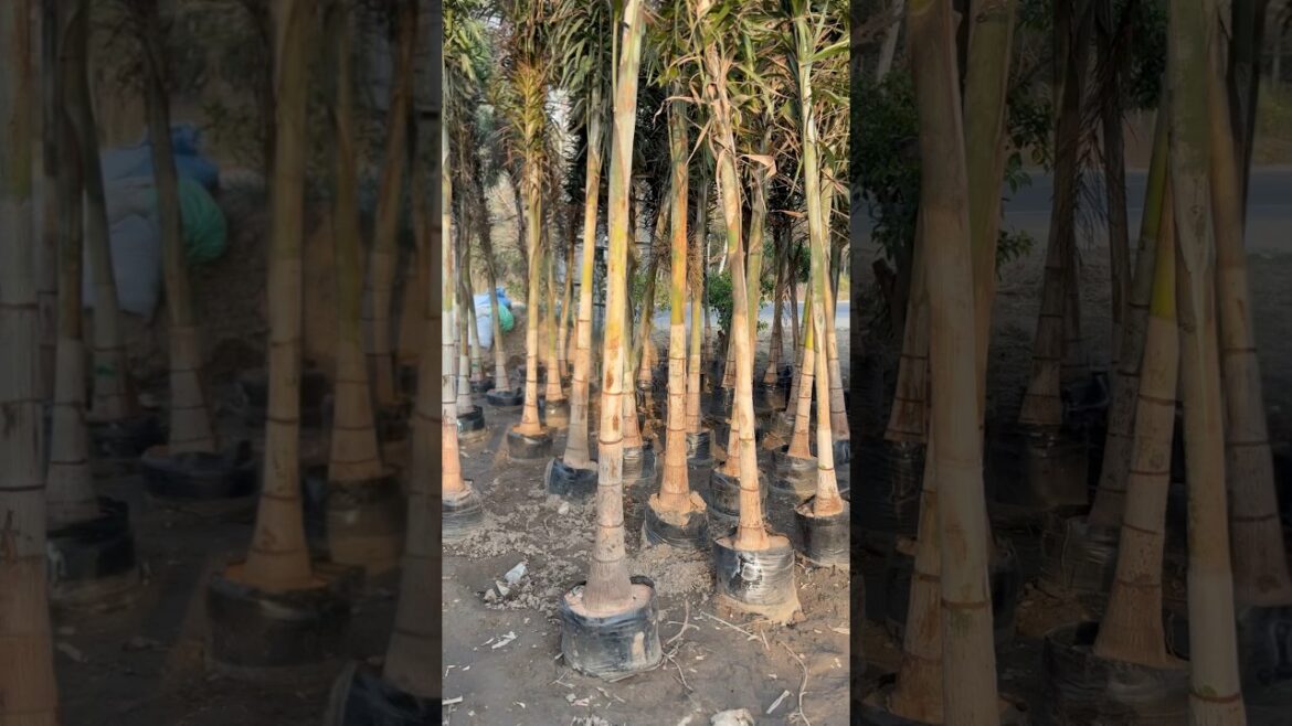 (Foxtail palm) available ​⁠@Rgnursery / supply all india 🇮🇳 #nursery #gardening #supply #plants