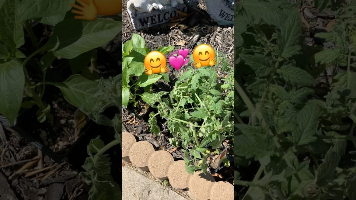 #garden #shortvideo #2025