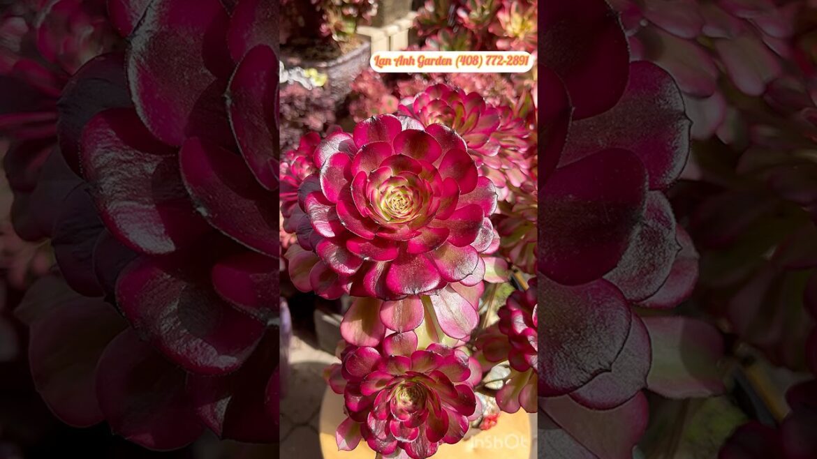 Aeonium Maggie ##aeonium #succulent #plants #garden #design #ideas