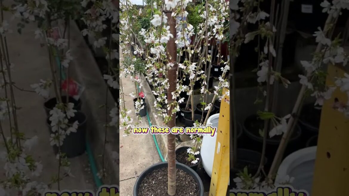 Create Your Garden on a Budget With These Ridiculous Deals.