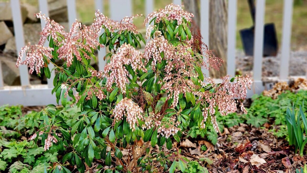 Mid April Walkabout & Garden Tour 🏵🪻🌸 Mid April Walkabout & Garden Tour 🏵🪻🌸