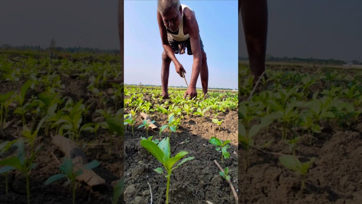 Jute Field Makeover: Thinning & Weeding for Stronger Fibers #shorts Jute Field Makeover: Thinning & Weeding for Stronger Fibers #shorts