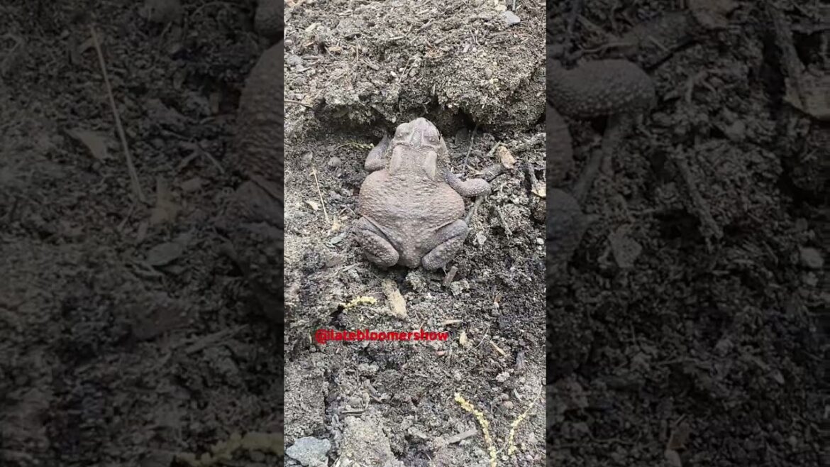 Frogs 🐸 welcome! Snakes 🐍 not so much! #garden #homestead #latebloomershow