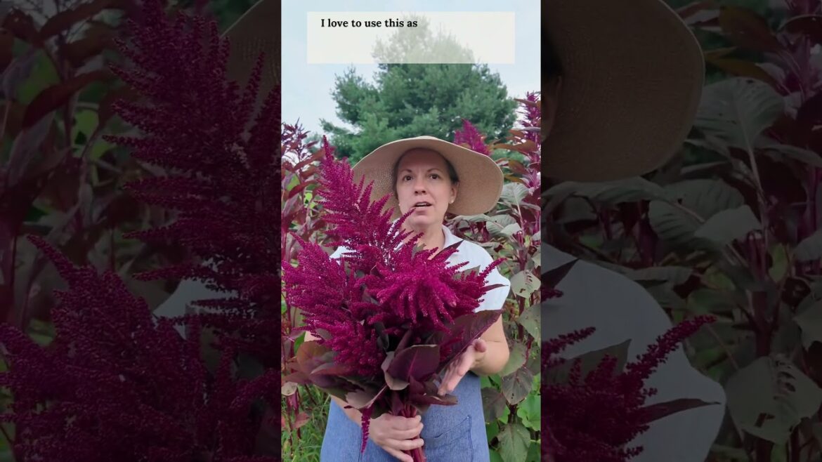 ✨ Dynamic, Show-Stopping Edible & Ornamental for your Fall Garden #amaranth