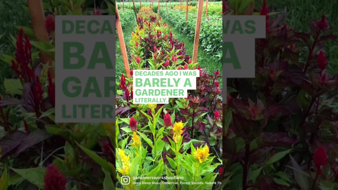 My gardening-to-farming journey didn’t start out looking like this video carousel of my flower