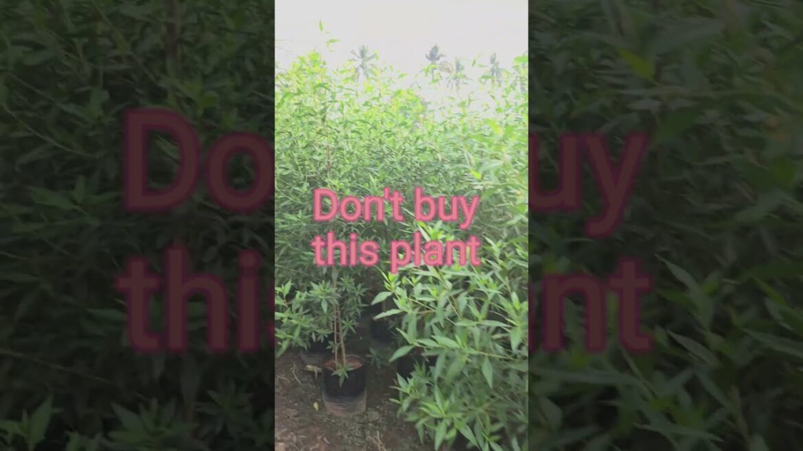Shocking Truth: Don’t Buy This Trending Plant | Nursery Owner Reveals All #viralshort #ytshortsindia Shocking Truth: Don't Buy This Trending Plant | Nursery Owner Reveals All #viralshort #ytshortsindia