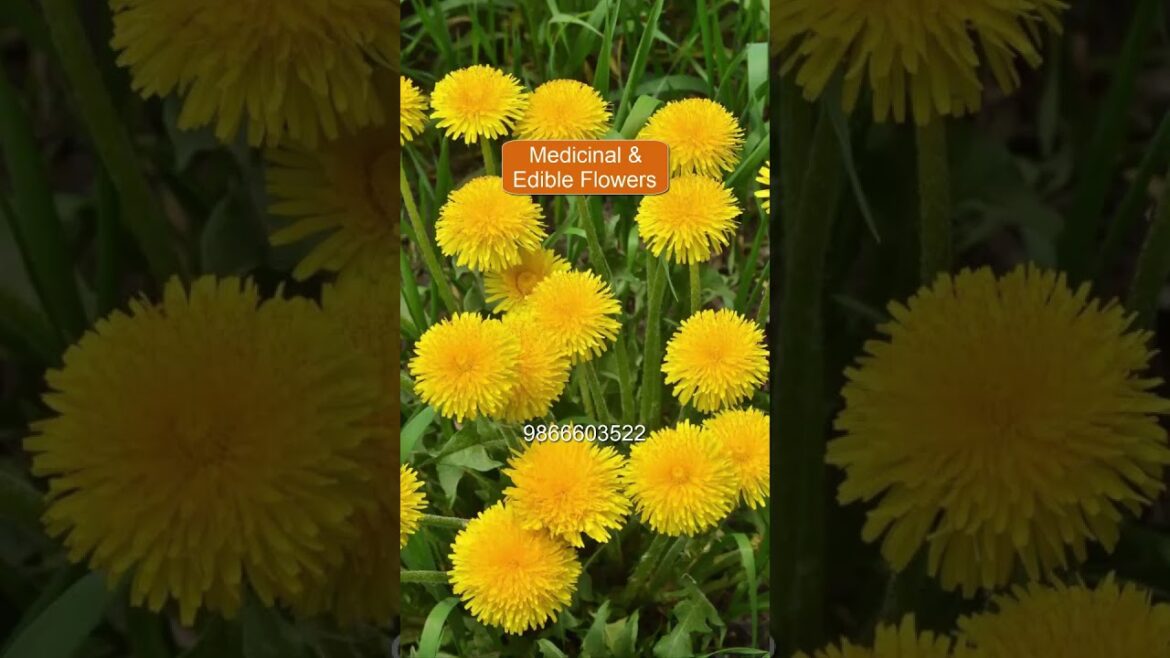 Medicinal & Edible Flowers | Bulk Plants Nursery | Landscape Maintenance | Contact US @ 9866603522.