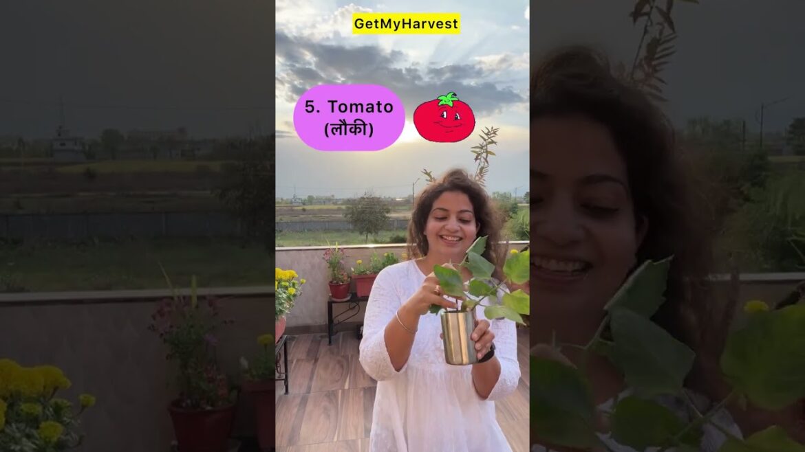 Summer Vegetables to grow in April #organicgardening