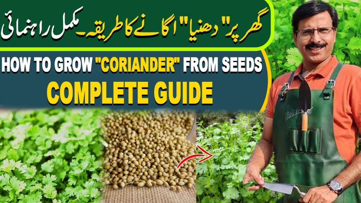 How to grow “Coriander” from seeds, complete guide | Gardening With Javed Iqbal How to grow "Coriander" from seeds, complete guide | Gardening With Javed Iqbal
