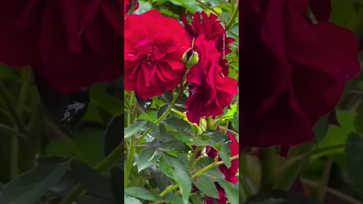 #flowers #garden #nature #love #viralshort #reels #gardendesign #sadabaharnagme #sadabaharflower