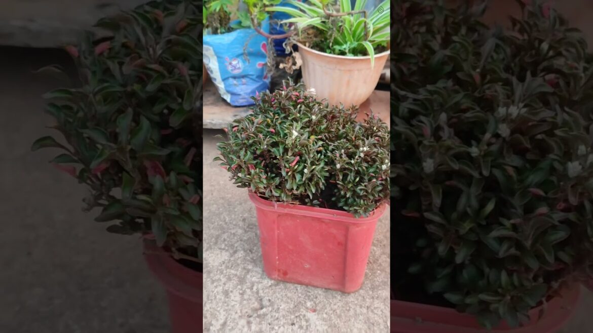 🌿 Alternanthera Sessilis | Beautiful Edible Green Plant in My Terrace Garden || #Shorts #youtube