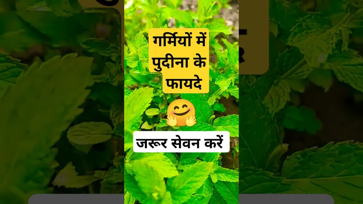 गर्मियों में पुदीना के फायदे 🌿🤗 #motivation #trending #plants #terracegardenindia #garden गर्मियों में पुदीना के फायदे 🌿🤗 #motivation #trending #plants #terracegardenindia #garden